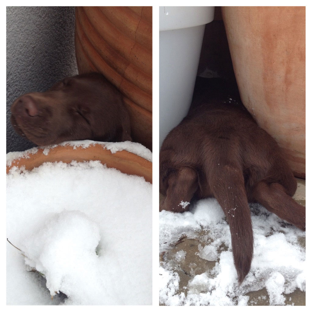 Labrador Welpe Fina steckt zwischen Blumentöpfen fest. Eine Metapher für festgesteckt sein und innere Blockaden.