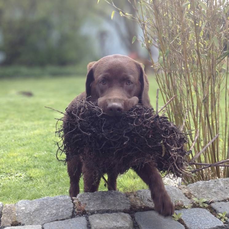 Labrador Hündin Fina trägt eine ausgerissene Pflanze im Maul – ein typisches Beispiel für auffälliges Tierverhalten, das auf innere Unruhe hinweisen kann