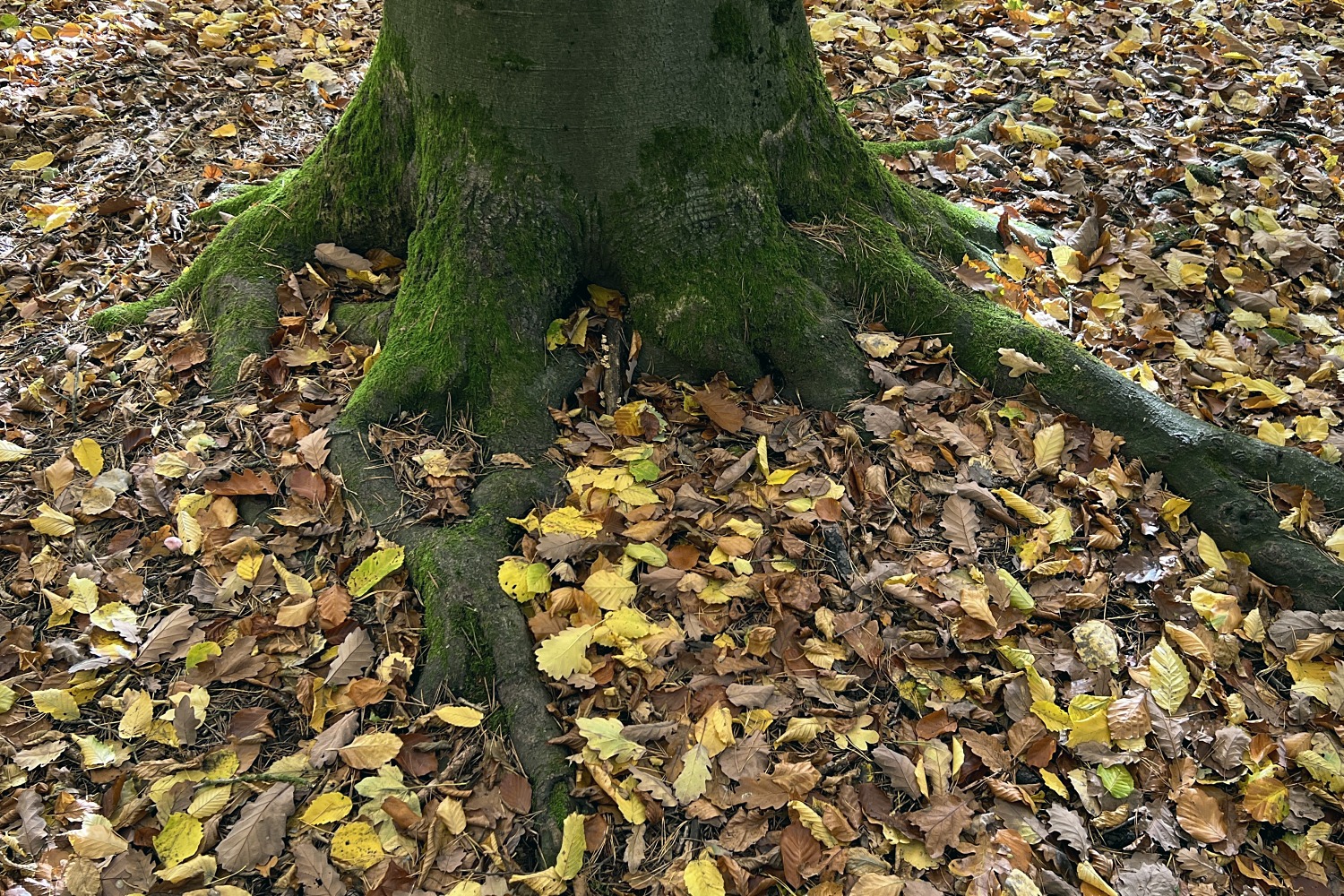 Moosbewachsene Baumwurzeln auf einem Waldboden voller Herbstlaub – Sinnbild für Herkunft und Ahnenlinie
