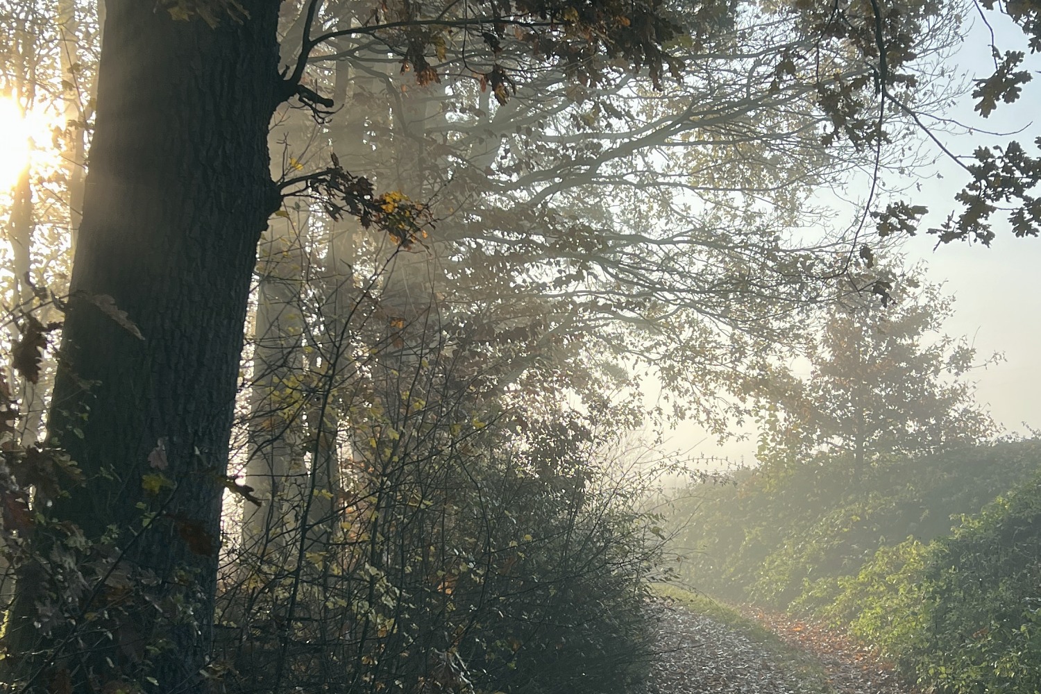 Morgensonne scheint durch den Nebel unter einer Eiche am Waldweg