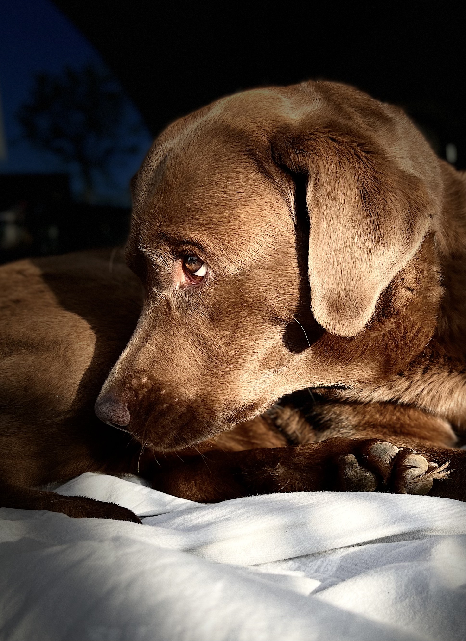 Brauner Labrador liegt ruhig und wirkt nachdenklich – ein Bild für die feinen Signale die Hunde senden, wenn etwas im Ungleichgewicht ist.