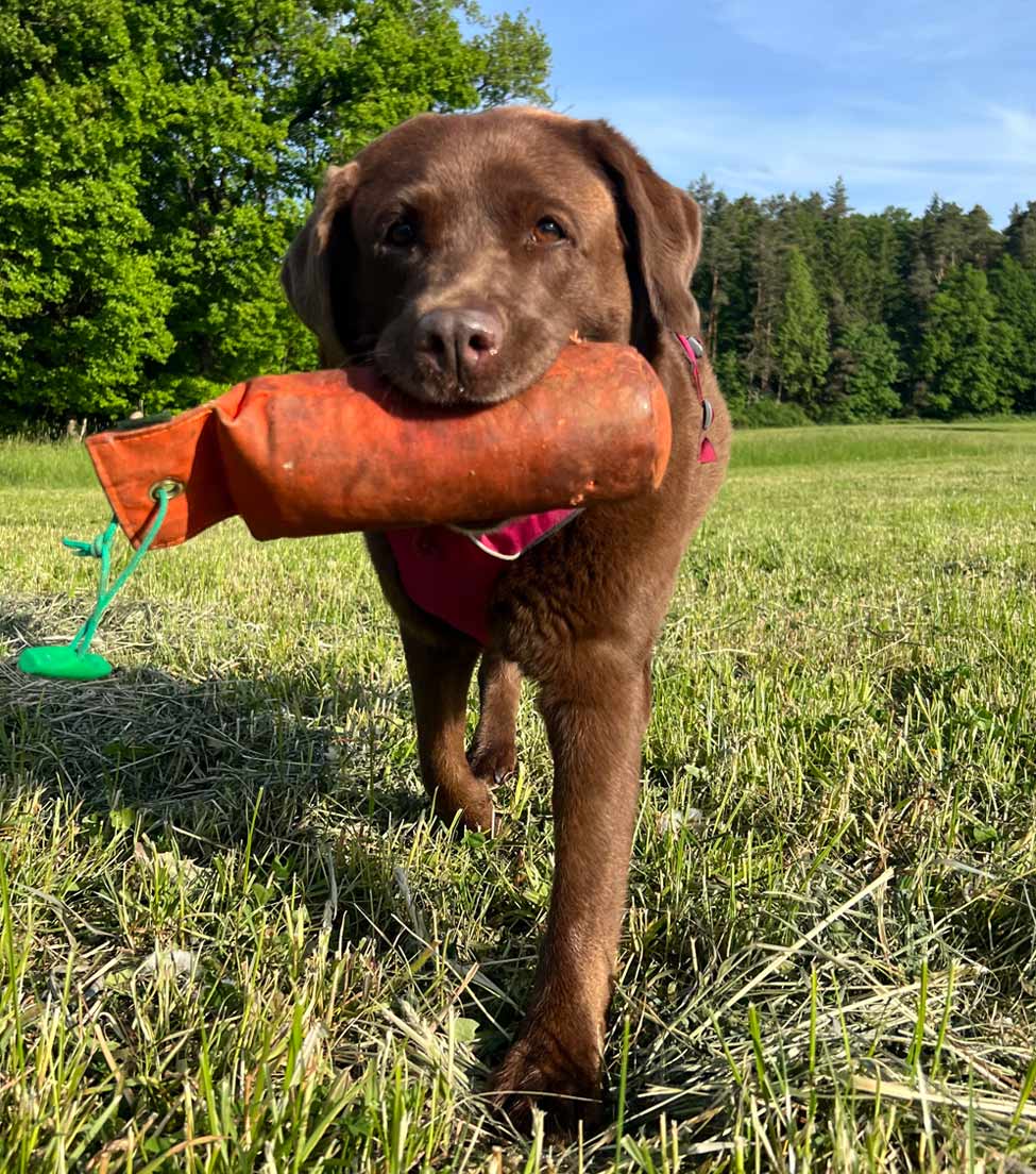 Braune Labrador-Hündin Fina läuft freudig mit Dummy über Wiese - Symbol für glückliche, ausgeglichene Tiere durch Energiearbeit.