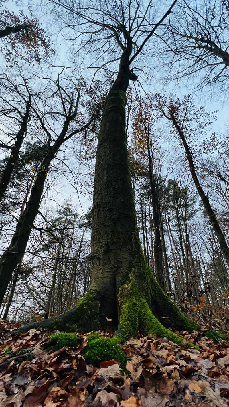 Kräftiger Baum im Herbst, von unten fotografiert, mit festen Wurzeln und kahlem Stamm, als Symbol für tief verwurzelte Glaubenssätze, innere Reflexion und persönliche Transformation