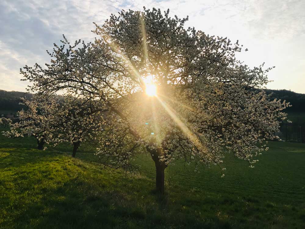 Prächtig blühender Baum mit unzähligen weißen Blüten, durch die strahlendes Sonnenlicht fällt symbolisiert das Einpflanzen neuer, kraftgebender Glaubenssätze und inneres Wachstum nach der Belief Code® Arbeit