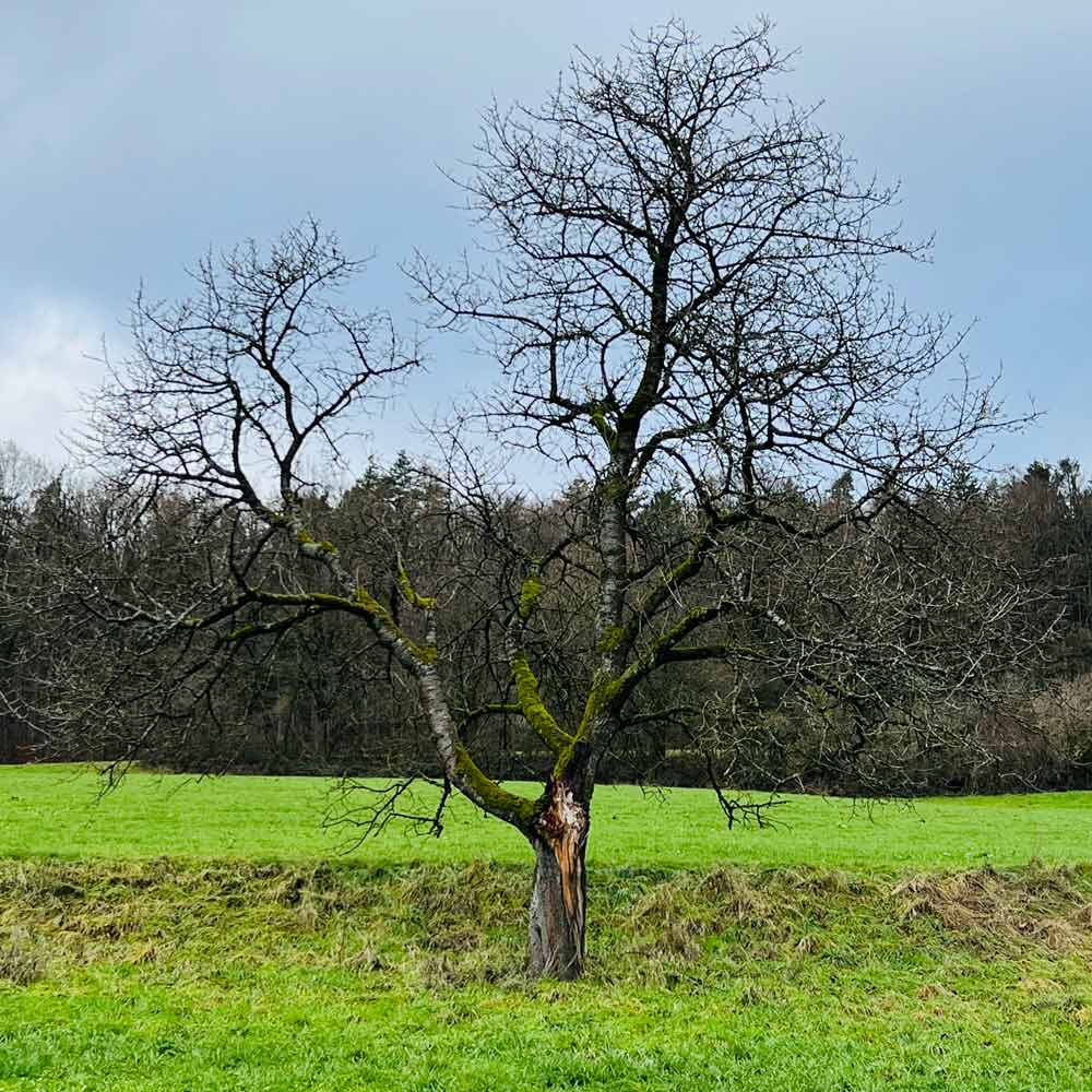 Kranker Baum mit großer Wunde im Stamm auf einer saftigen Wiese. Kahle Krone ohne Blätter symbolisiert alte, limitierende Glaubenssätze, die vom Nährboden bis zu den Ästen aufgelöst werden.