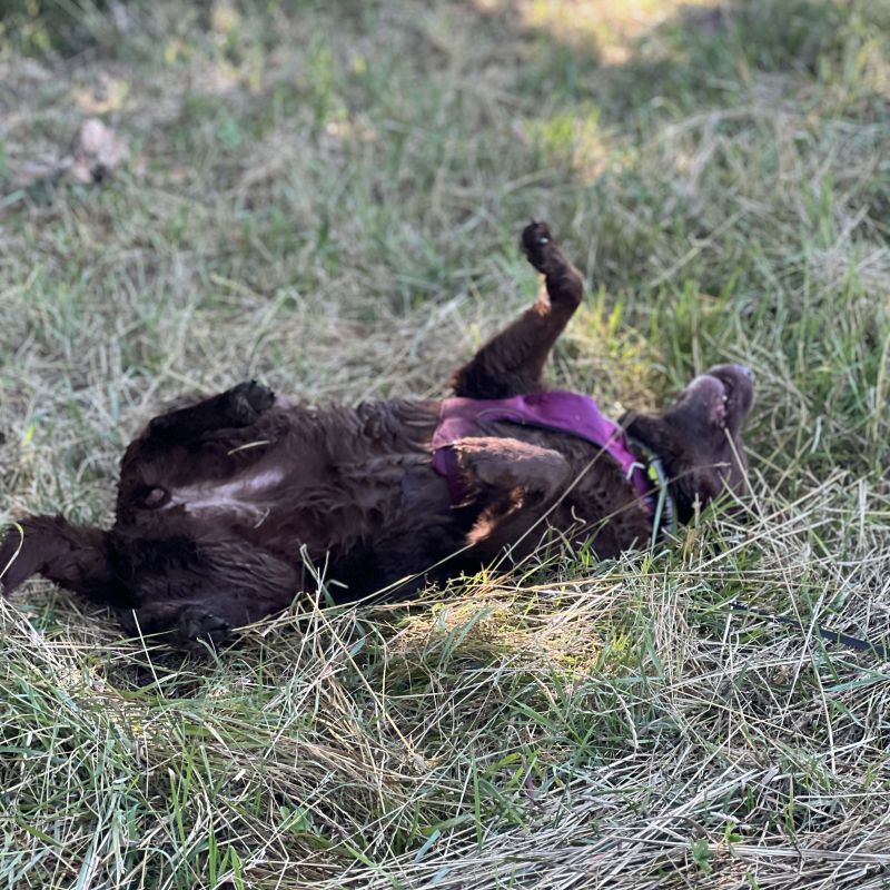 Fina ein brauner Labrador liegt ausgelassen auf dem Rücken im Gras – pure Lebensfreude und unbeschwert sich selbst sein