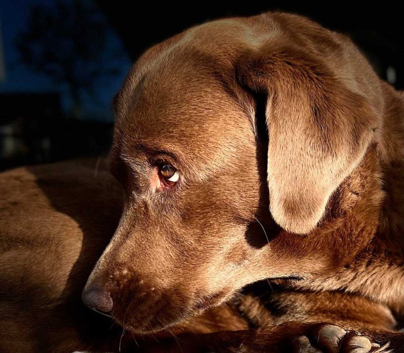 Fina, die Hündin von Katrin Strabel, in Großaufnahme mit traurigem Blick. Ein Moment, der zeigt, wie fein Tiere emotionale Belastungen wahrnehmen und ausdrücken.