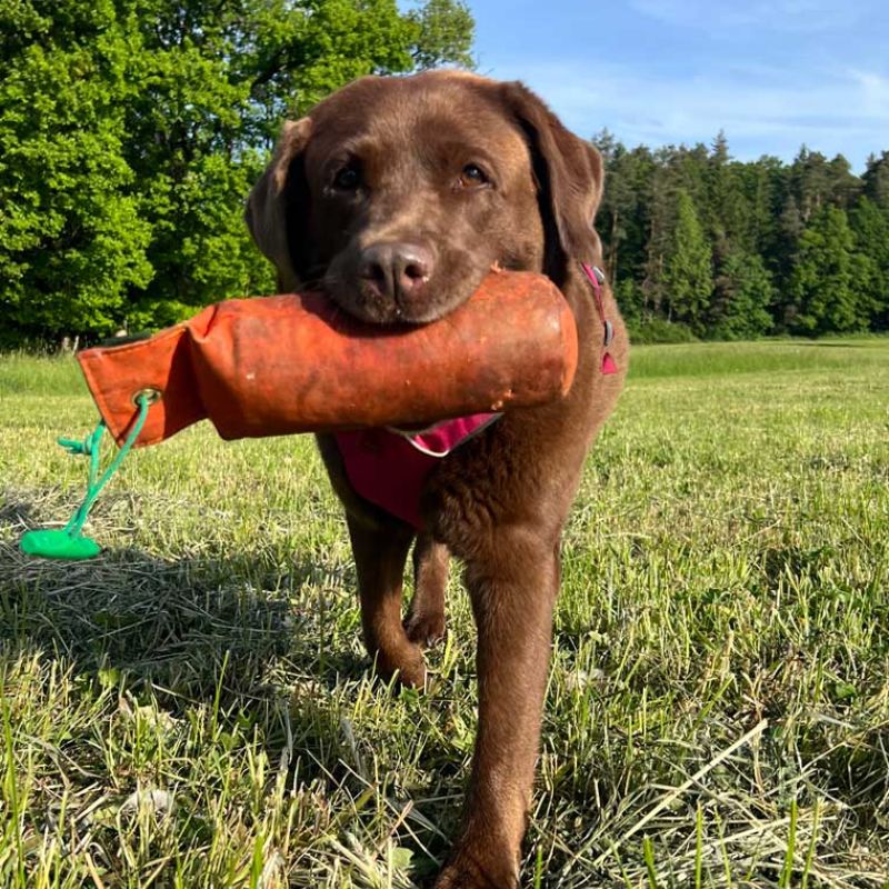 Mensch und Hund schwimmen nebeneinander im Meer, nur ihre Köpfe sind über der Wasseroberfläche zu sehen. Ein Zeichen von Vertrauen, Verbundenheit und gemeinsamer Stärke.