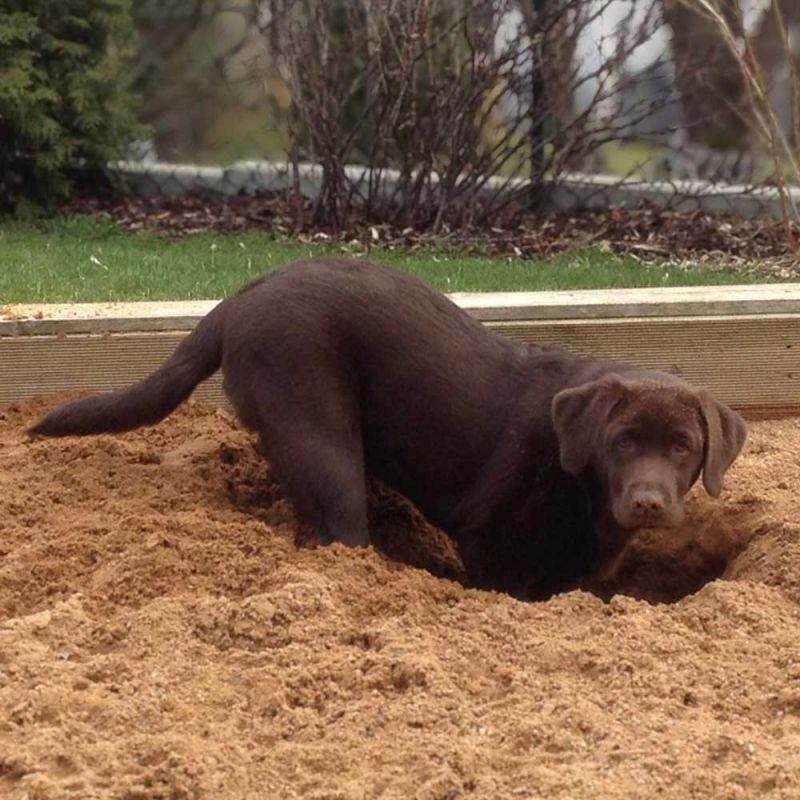 Labrador Fina buddelt frech tiefes Loch im Sandkasten - Wie mein Hund mir zeigte wer ich bin.