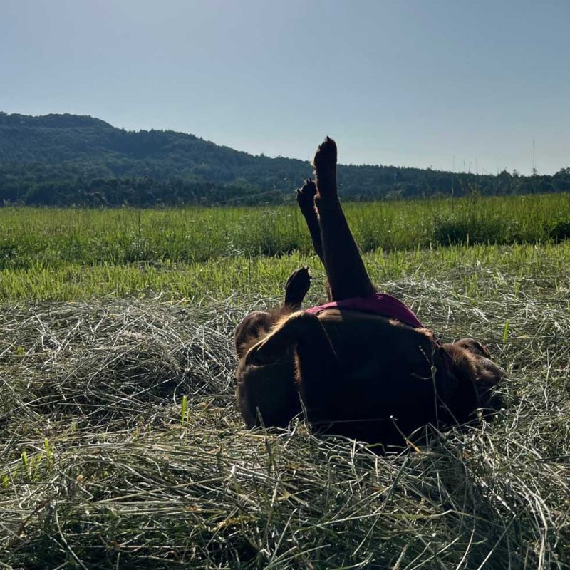 Fina wälzt sich voller Freude auf einer grünen Wiese, als Ausdruck von Lebenslust, Freiheit und natürlichem Wohlbefinden.