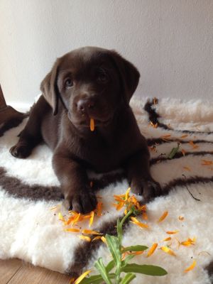 Fina als frecher Labradorwelpe liegt auf ihrer Matte, hat Ringelblumen aus dem Garten ins Haus gebracht und spielt damit bei Katrin Strabel.