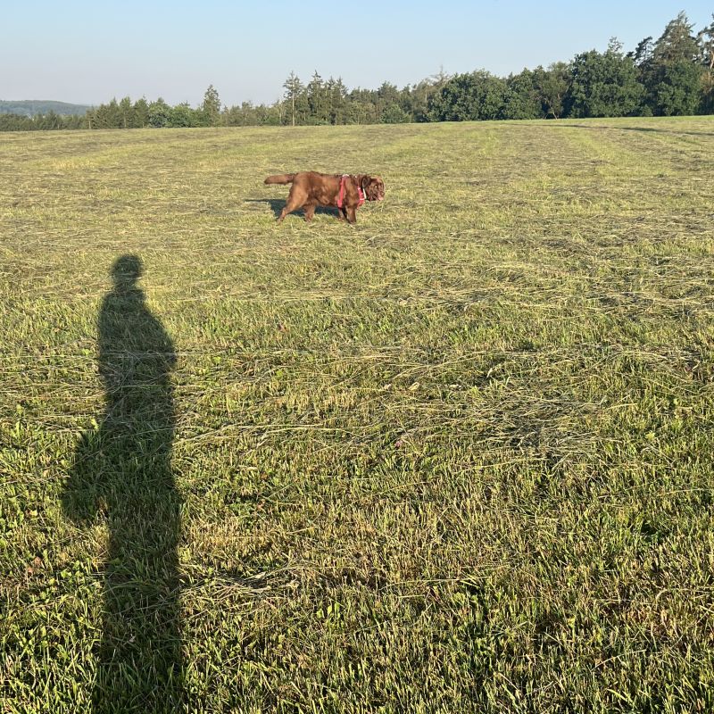 Brauner Labrador läuft frei über ein Feld im Morgenlicht, Schatten der Besitzerin im Vordergrund