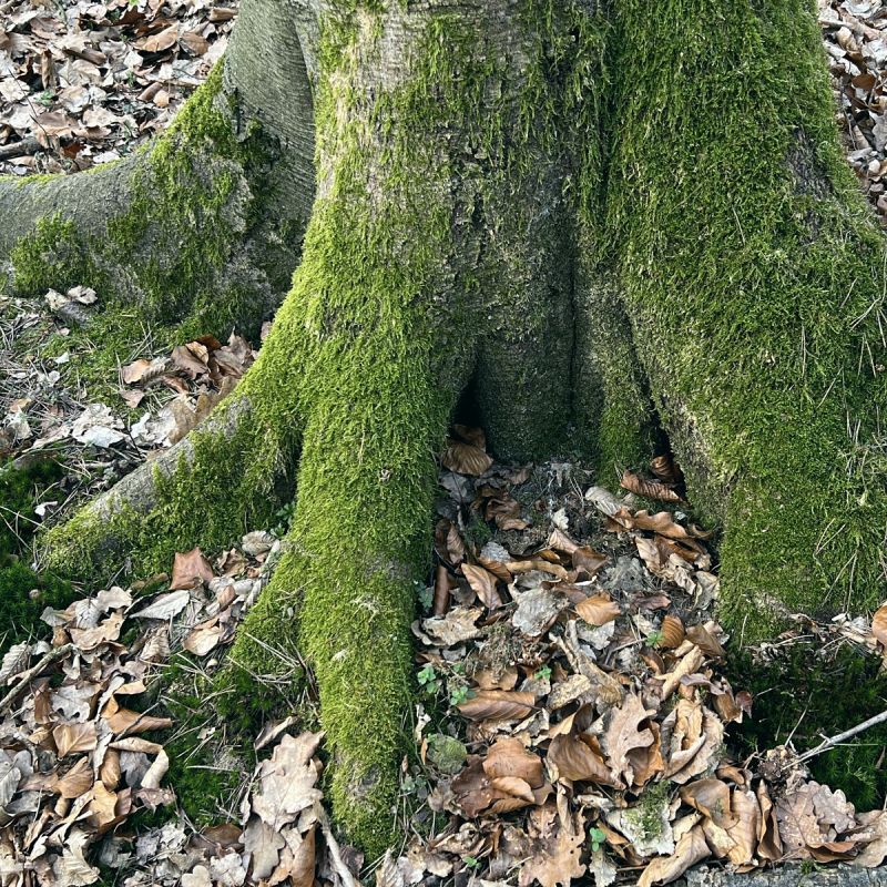 Moosbedeckte Wurzeln – Was Dich trägt, darf Dir bewusst werden, damit Du frei wachsen kannst.