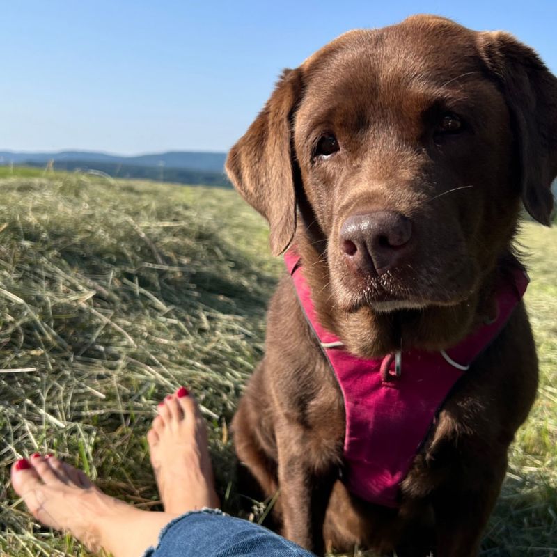 Hündin Fina sitzt entspannt auf einer Wiese und blickt in die Kamera, links sind die nackten Füße ihres Menschen zu sehen, als Symbol für Ruhe und tiefe Verbindung zwischen Mensch und Tier.
