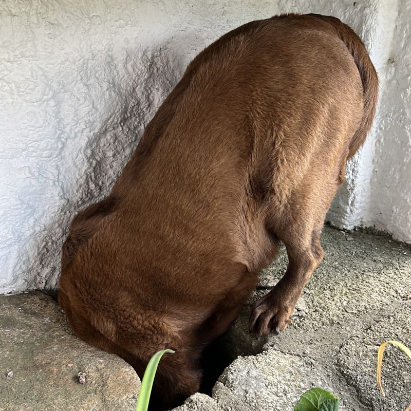 Labrador Fina versteckt sich mit dem Kopf in einem Loch – versinnbildlicht die Suche nach dem Tieferliegenden
