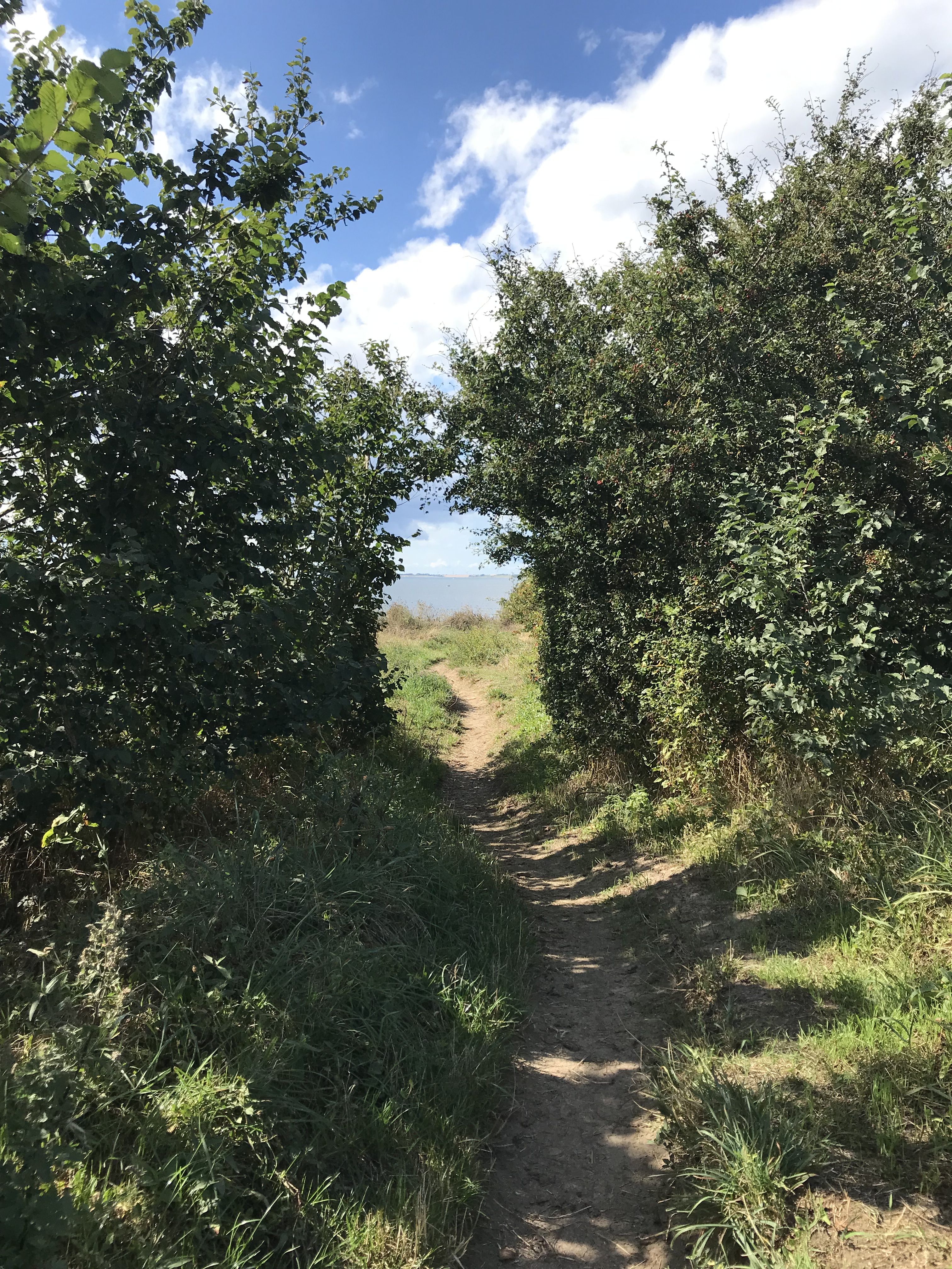 Schmaler Naturweg zwischen dichten Büschen mit Licht am Ende – Symbol für innere Blockaden und Transformation