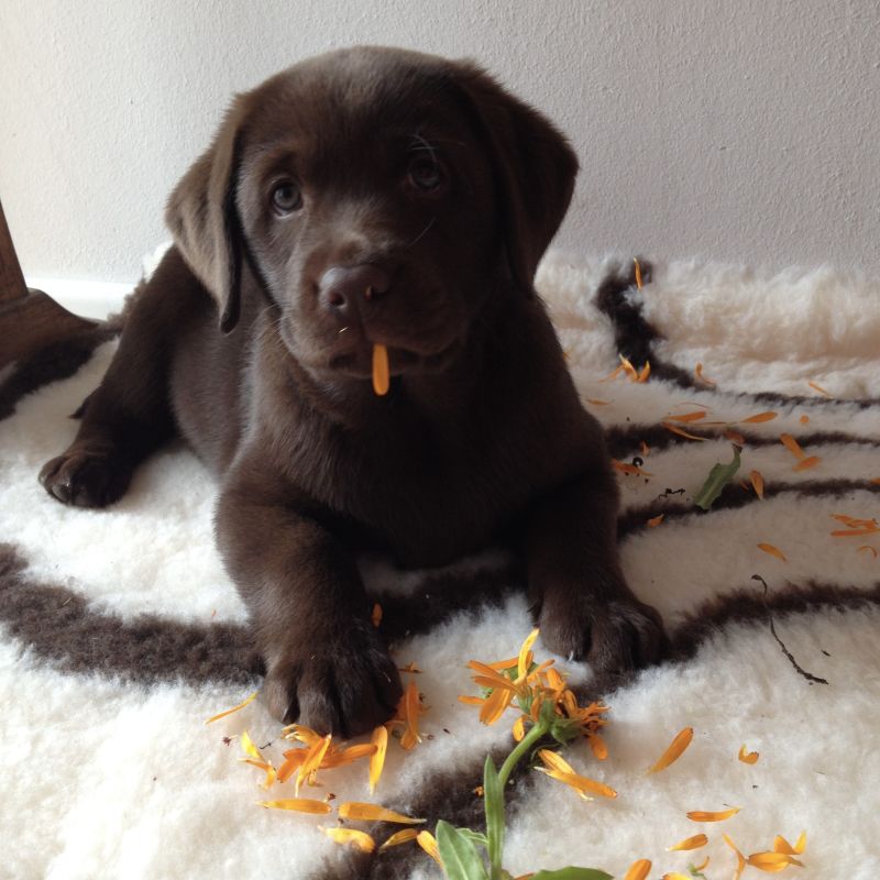 Brauner Labrador Welpe Fina mit Ringelblume – der Beginn einer besonderen Reise bei Kafina Coaching