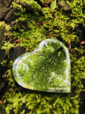 Ein Herzspiegel auf hellgrünem Waldmoos reflektiert einen kräftigen grünen Baum. Das Bild visualisiert die Arbeit mit dem Belief Code™, um für innere Klarheit eigene Glaubensmuster zu erkennen und gezielt zu transformieren. Wie im Spiegel zeigt sich unser wahres Selbst.