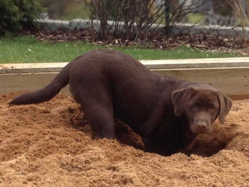 Labrador Fina buddelt frech tiefes Loch im Sandkasten - Wie mein Hund mir zeigte wer ich bin.