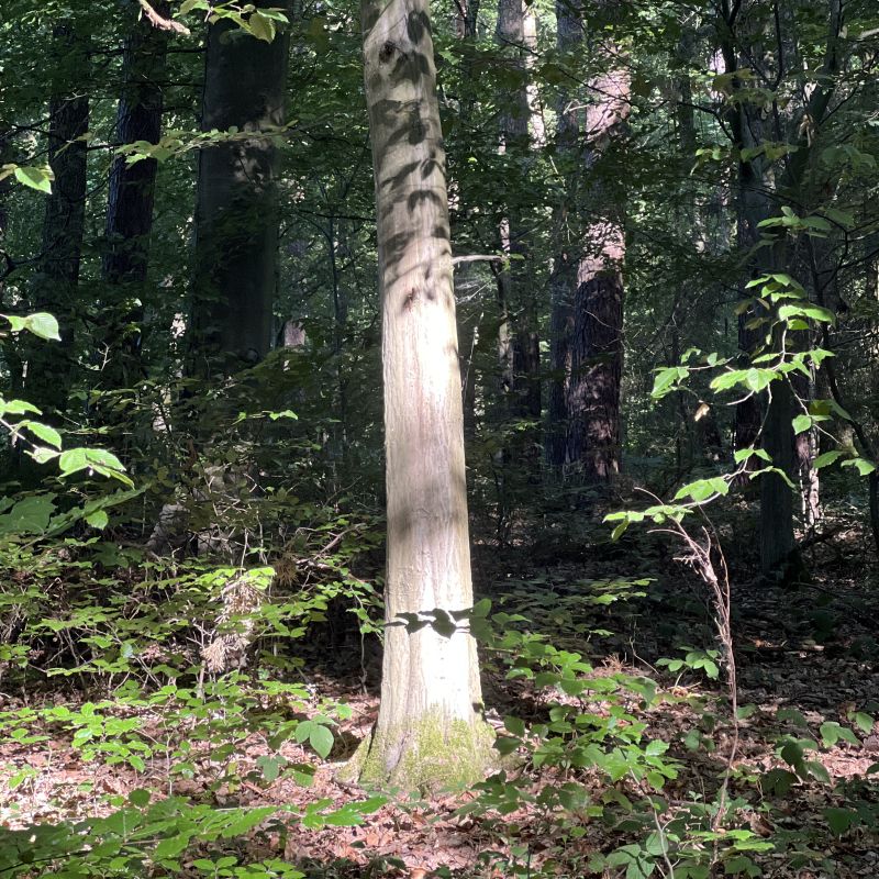 Einzelner Baum im Wald mit Lichtstrahl – verwurzelt stehen auch im Schatten